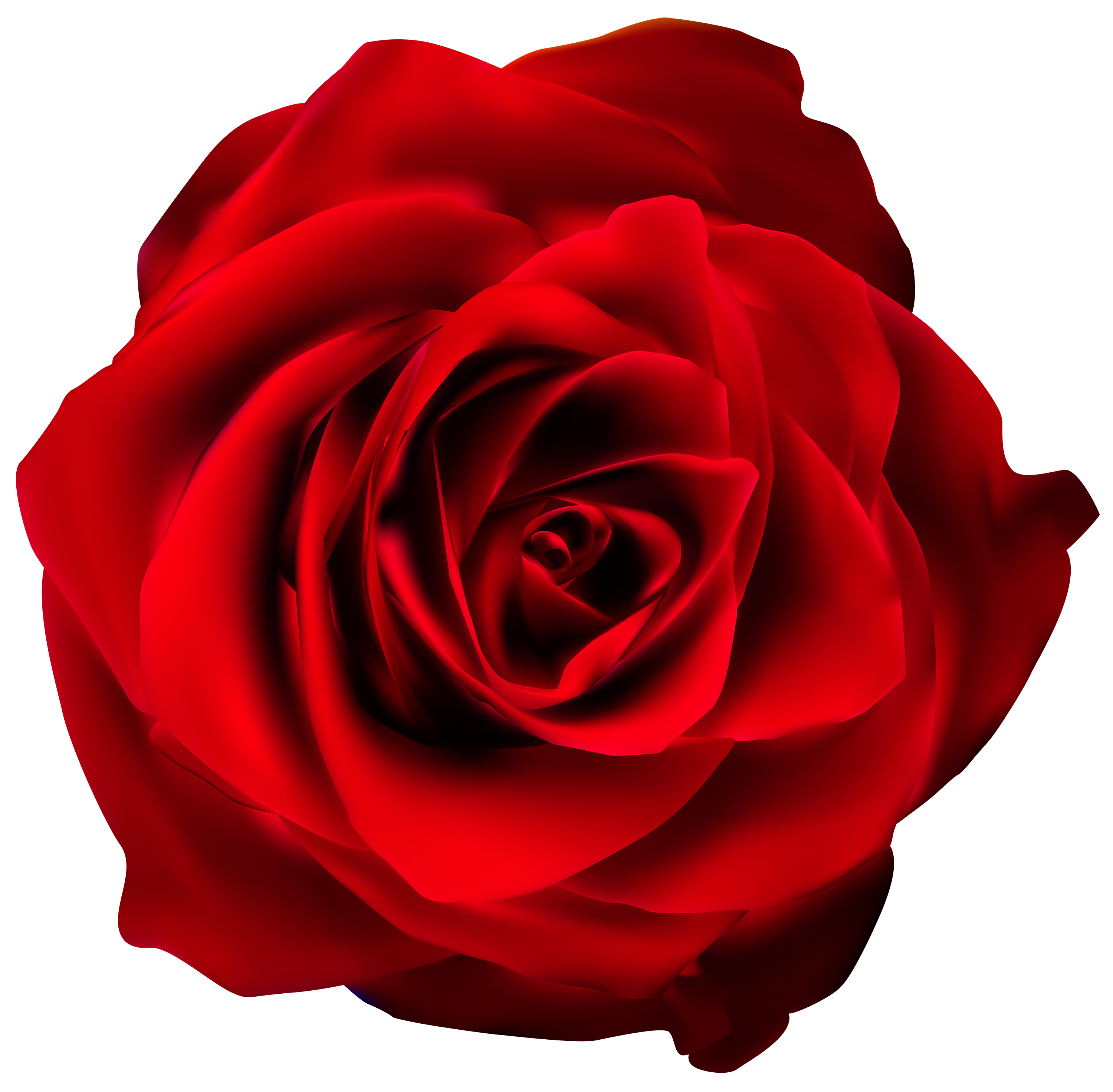 Rose Image